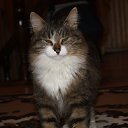 ���� �����, ����, 38 ��� - ��������� 8 �������� 2011 � ������ ���� ����������