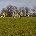 ���� ��op�, ����, 44 ���� - ��������� 25 ��� 2013 � ������ �Woburn Safari Park(Uk)�