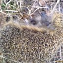 ���� ������, ������, 52 ���� - ��������� 9 �������� 2010 � ������ ���� ����������