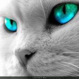 ����� �., ������, 55 ���