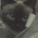 ����� �� ������� ����� ��� ������������