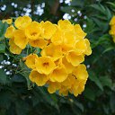 ���� Helen, ������, 65 ��� - ��������� 11 �������� 2012 � ������ �������