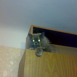 ���� Alex Andr, ���������, 42 ���� - ��������� 15 ������� 2009