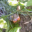 ���� �������, �������, 58 ��� - ��������� 15 �������� 2012 � ������ ��� �� ��� ������ �����������