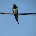  , , 45  -  1  2010   .