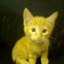 ���� ������-������� ��� ���� �����, ��������, 85 ��� - ��������� 13 ������ 2009 � ������ ���� ����