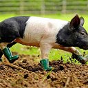   Mirror_return To River Of Flowers,  -  5  2011    