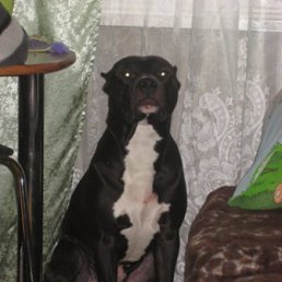 ���� ����, �����, 41 ��� - ��������� 8 ���� 2012