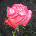 ���� ������, ����������� - ��������� 20 ������ 2010 � ������ ����