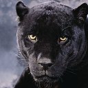 ���� ������, �����, 37 ��� - ��������� 12 ������ 2012 � ������ ���� ����������