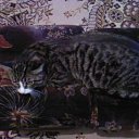 ���� ������, ���� - ��������� 3 �������� 2010 � ������ �������