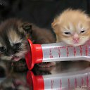���� ����� - ���������� ��������!!!, �����������, 56 ��� - ��������� 31 ������� 2009 � ������ �����Ȼ