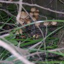 ���� �������, ��������, 46 ��� - ��������� 20 ������ 2010 � ������ ���� �������