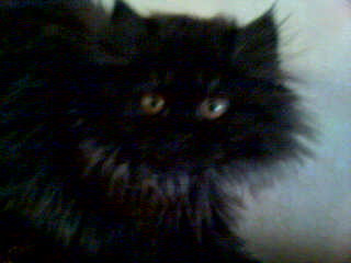 ���� Joy, ����� - ��������� 28 ���� 2010