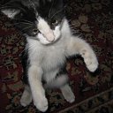 ���� �����, ���������, 43 ���� - ��������� 6 ������ 2011