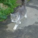  D.s., , 38  -  11  2013   