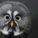 ���� Red, ������� - ��������� 16 ������ 2011 � ������ ���������������� :)�