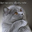  Wikki, , 44  -  24  2009    ))
