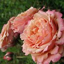 ���� ��������, ������, 55 ��� - ��������� 1 ���� 2011 � ������ ���� ������