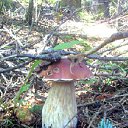 ���� �������, ����-���������, 62 ���� - ��������� 9 ������� 2012 � ������ ���������