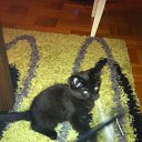 ���� �������, ���������, 49 ��� - ��������� 19 ������� 2011 � ������ �Magnificent�