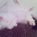 ���� ��������, ������, 61 ��� - ��������� 8 ����� 2010 � ������ ������ �� �������