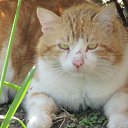 ���� Crusader, ������, 49 ��� - ��������� 25 ������ 2011 � ������ ���� ����������