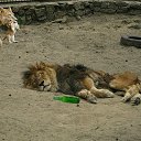 ���� ����, �������, 57 ��� - ��������� 29 ������ 2011 � ������ ��������