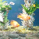 ���� Misty Cloud (�� �������, �� ���� � ������ � ���������)), �������, 43 ���� - ��������� 4 ������ 2010 � ������ �������