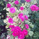 ���� �������, ������, 57 ��� - ��������� 14 ���� 2012 � ������ ���� ������