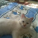 ���� Volodja, ������ ��������, 70 ��� - ��������� 5 ����� 2012