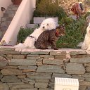 ���� Giorgosk92, �����, 60 ��� - ��������� 12 ����� 2013 � ������ �ira artemis Tom�