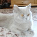 ���� �������, �����, 35 ��� - ��������� 7 ������� 2009 � ������ ���� �������� ��������