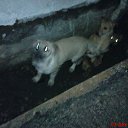 ���� �������, ������������, 65 ��� - ��������� 24 ������� 2010 � ������ ������� �����������Ż