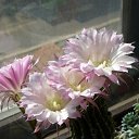 ���� Katkas, �������, 45 ��� - ��������� 5 ������ 2009 � ������ ���������