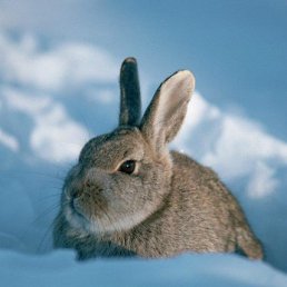 ���� ���, ������, 60 ��� - ��������� 28 �������� 2011