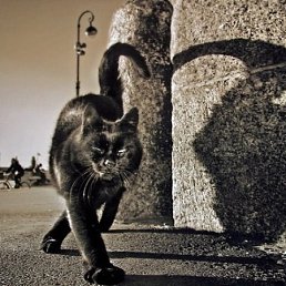 ����, �����-���������, 44 ����