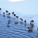 ���� �����@, ��������� - ��������� 7 �������� 2012