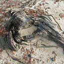 opus �14 �� ������� �������� � �����-�����, ������ �� �������!�