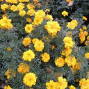 ���� ������, �����������, 67 ��� - ��������� 1 ������ 2011