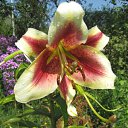 ���� ���������, ���������� - ��������� 5 ������� 2010 � ������ ���������� �����Ȼ