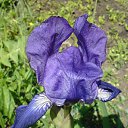  Irixa, , 57  -  30  2009   