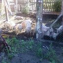 ���� ���� ��, �������, 49 ��� - ��������� 15 ������ 2011 � ������ ���� ���.�