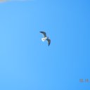 ���� ����, ������, 43 ���� - ��������� 21 ������ 2011 � ������ ������� - �����������