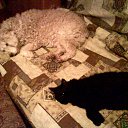 ���� ��������(����), ���������, 75 ��� - ��������� 29 �������� 2011 � ������ ���� ����������