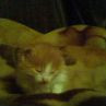 ���� Nastia, �������, 31 ��� - ��������� 26 ���� 2010 � ������ �My CaTs�