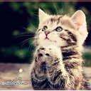 ���� ����, �����������, 56 ��� - ��������� 8 ������� 2013