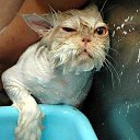 ���� Ninon, ���� - ��������� 20 ������� 2009 � ������ ����������� ����Ȼ