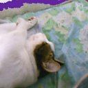 ������ �� ������� ���� ����Ȼ