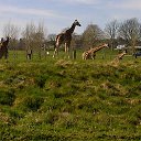 ���� ��op�, ����, 44 ���� - ��������� 25 ��� 2013 � ������ �Woburn Safari Park(Uk)�